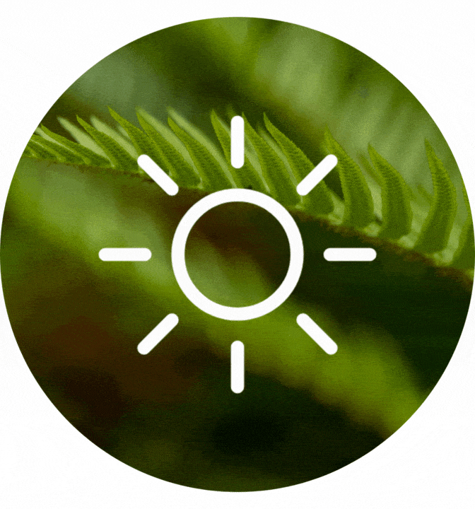 Minimalist white sun icon centered over a blurred macro shot of green fern leaves.